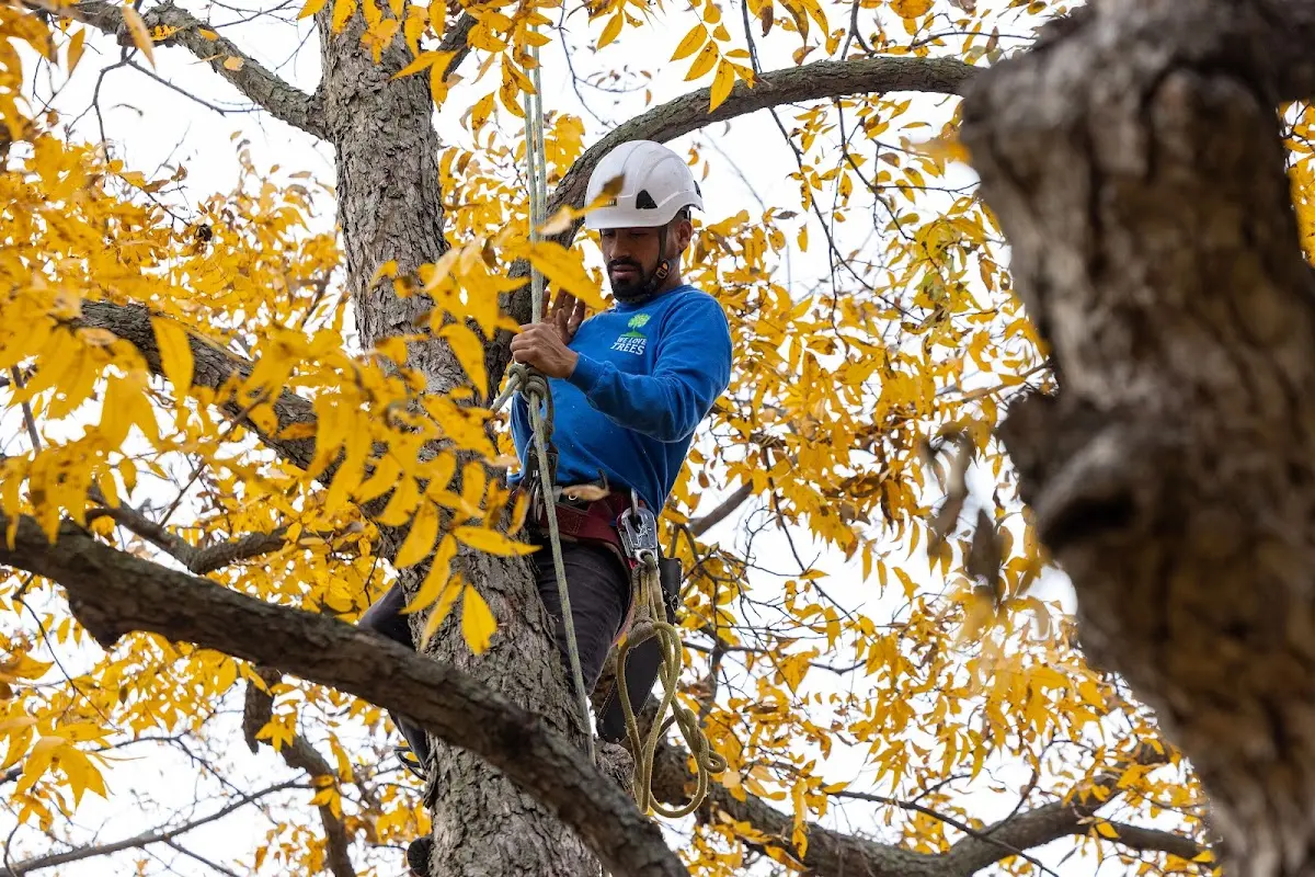 Skilled Tree Transplanting crew working in Brandon