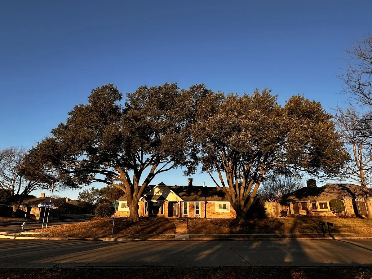Established residential canopy tree shading a home in Brandon